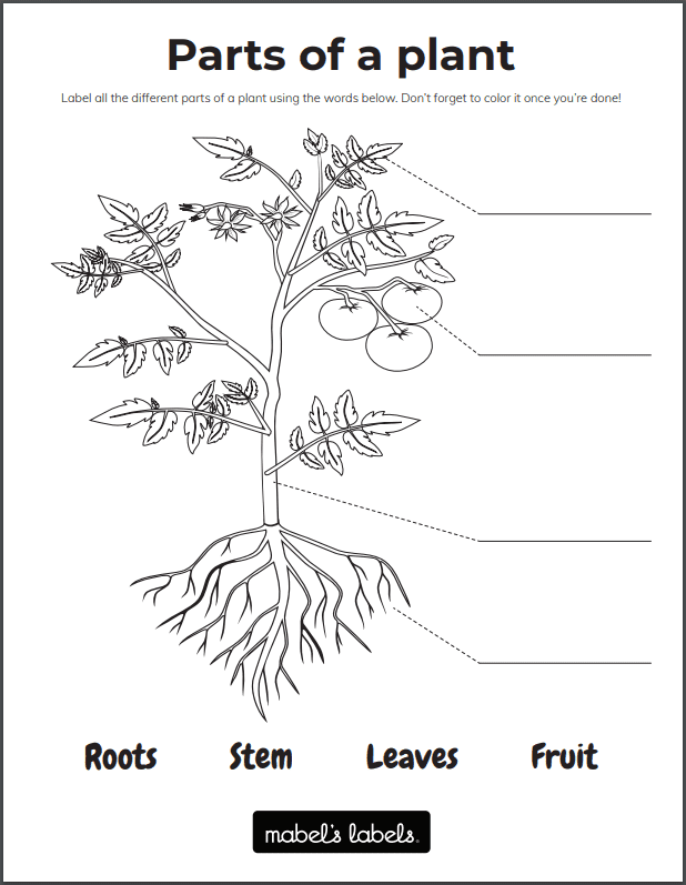 Parts of a Plant Printable from Mabel's Labels